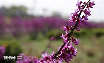 هوای بهاری منطقه 5 34