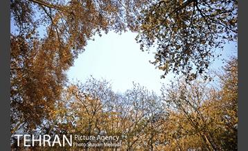 پاییز باغ ایرانی 5