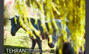 بوستان جوانمردان 8