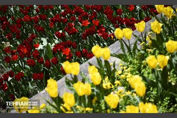 رویش لاله‌ها در باغ ایرانی 17
