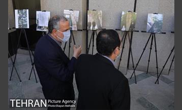 آیین نکوداشت درختان بالای صد سال تهران 5