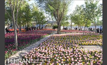 جشنواره لاله‌ها در بوستان زندگی محله هرندی 15