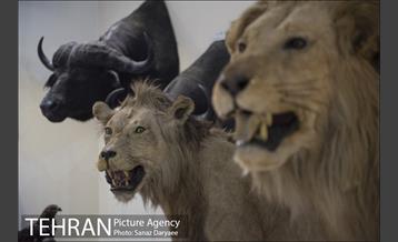 موزه طبیعت و حیات وحش ایران دارآباد‎ 35