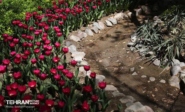 باغ ایرانی میزبان لاله‌ها 61