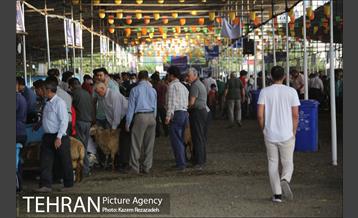 عرضه دام زنده در منطقه 19 شهرداری تهران 7