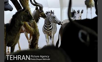 موزه طبیعت و حیات وحش دارآباد تهران 29