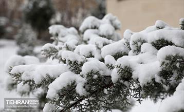 روز برفی در منطقه 22 6