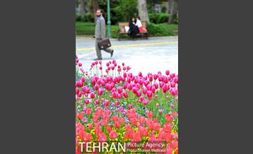 رویش گل لاله در پارک شهر 22