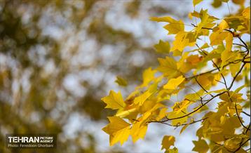 سمفونی رنگ های پاییزی - کاخ سعدآباد 21