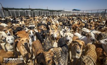 مهربانی با سگ های بدون صاحب 12