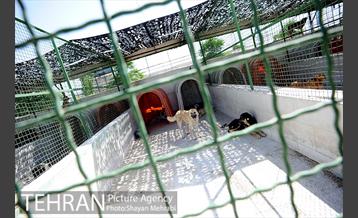 نقاهتگاه سگ های بدون صاحب واقع در آراد کوه 10