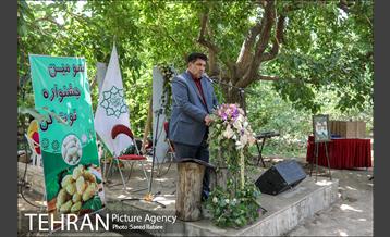 سومین دوره جشنواره توت کن 19