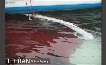 سقوط یه فروند بالگرد در دریاچه شهدای خلیج فارس 12