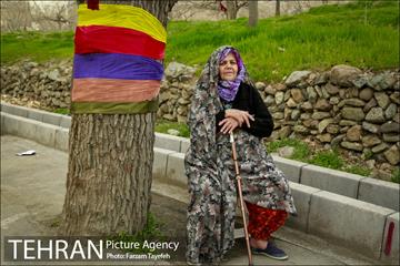 آرایش درختان کهنسال توت در محله کن 22