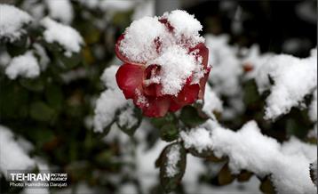 برف چهره تهران را سپیدپوش کرد 21