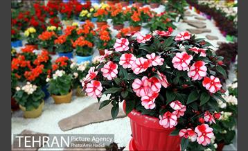 چهاردهمین نمایشگاه بین المللی گل و گیاه تهران 4