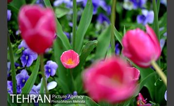 رویش گل لاله در پارک شهر 24