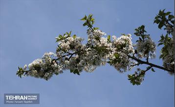 دومین جشنواره شکوفه‌های گیلاس 34