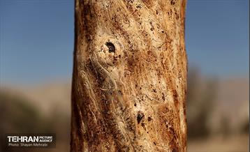 بازدید اصحاب رسانه از روند انجام عملیات احیای چیتگر 50