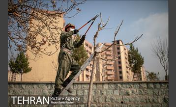 آغاز فصل هرس درختان- 2