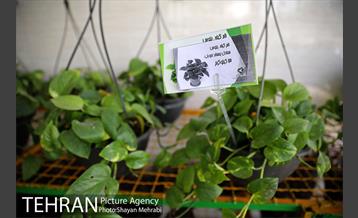 طرح گلماند در منطقه 18