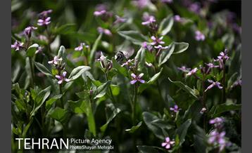 بهار در تهران 38