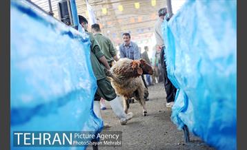 بازدید معاونین شهردار از جایگاه های عرضه دام زنده 17