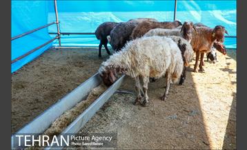 مرکز عرضه دام بهداشتی به مناسبت عید قربان در منطقه 22 تهران 34