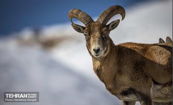 حیات وحش تهران  32