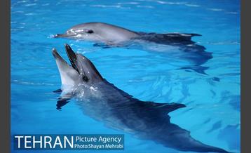 حضور خانواده هاى کارکنان شهردارى تهران در دلفیناریوم برج میلاد به همراه شهردار تهران 8