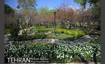 رویش گل های لاله در باغ ایرانی 21