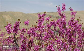 هوای بهاری منطقه 5 23