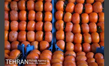 نخستین جشنواره خرمالو در روستای کشار سفلی 4