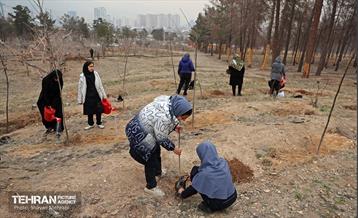 کاشت 2000 نهال مثمر در بوستان جنگلی چیتگر 43