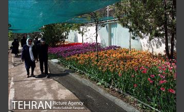 لاله برای مادران 14