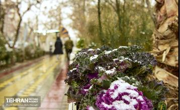 بارش برف زمستانی در منطقه 14