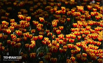 باغ ایرانی میزبان لاله‌ها 59