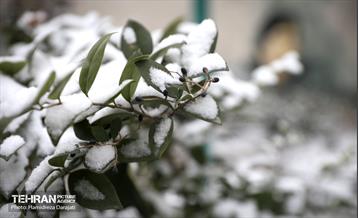 برف چهره تهران را سپیدپوش کرد 47