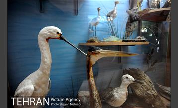 موزه حیات وحش هفت چنار 33