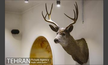 موزه طبیعت و حیات وحش دارآباد 9