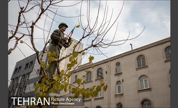 آغاز فصل هرس درختان- 2