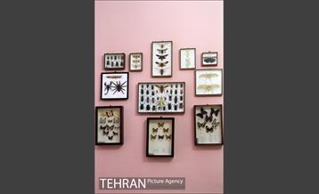 موزه آثار طبیعی و حیات وحش هفت چنار 22