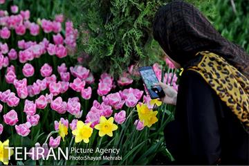 پیاده راه لاله مادران 28