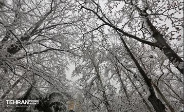 روز برفی در منطقه 8