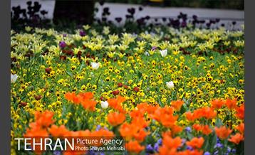 رویش گل لاله در پارک شهر 7