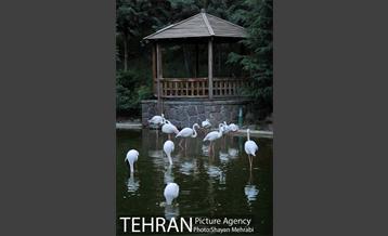 باغ پرندگان تهران 69