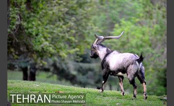 بوستان ملت 35