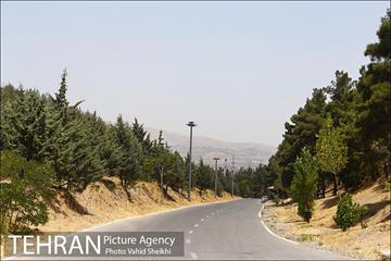 بوستان جنگلی یاس فاطمی 26