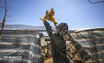 مهربانی با سگ های بدون صاحب 24