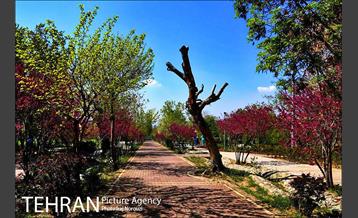 فصل بهار در بوستان های منطقه 4 4